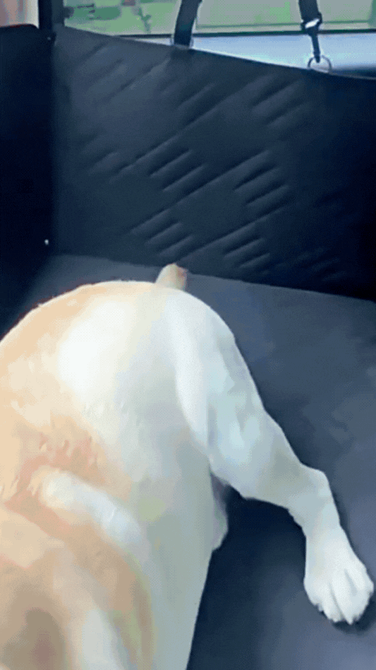 Dropfortress™ DogShield